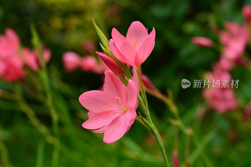 Schizostylis Coccinea“日出”。英国